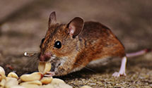 24 Hour & Emergency Exterminators in Blue Bank, KY